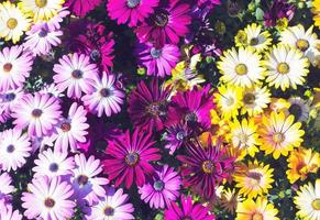 kleurrijke bloemen achtergrond