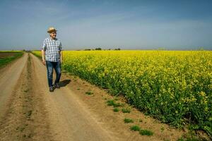 een boer onderzoeken een koolzaad veld- foto