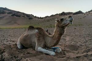 toneel- woestijn visie met kameel foto