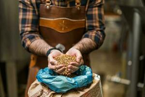 meester brouwer onderzoeken de gerst zaden voordat ze invoeren productie. foto