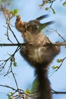 rood eekhoorn, sciurus vulgaris, sciuridae foto