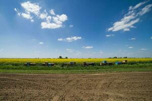 oliehoudende zaden verkrachting veld- en bijenkorven Aan een zonnig dag. foto