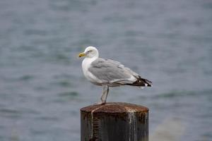 zeemeeuw op een pier foto