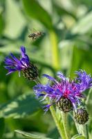 bijen en distel bloemen foto
