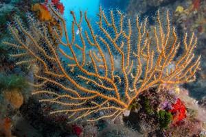 gele gorgonian van de Middellandse Zee foto