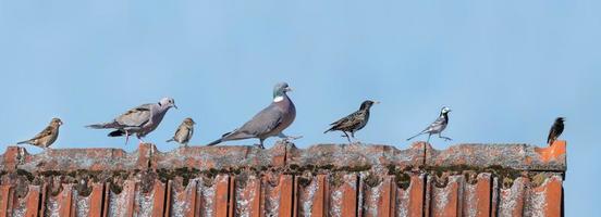 europese vogels op een dak foto