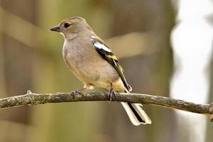 bruine vink op een tak foto