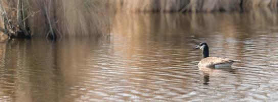 Canadese gans in water foto