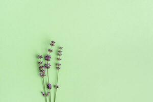 takjes van lavendel Aan getextureerde papier. bloemen achtergrond in groen thee kleur. foto