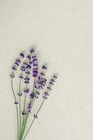 natuurlijk lavendel bloemen Aan ambacht papier achtergrond. bloemen achtergrond met selectief focus. foto