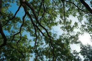 groen gouden regen boom tegen lucht foto