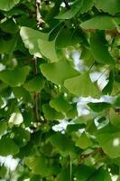 groen ginkgo boom bladeren Aan zonnig dag foto