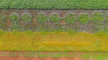 bloementuin achtergrond met mooie kleurrijke bloem in Thailand foto