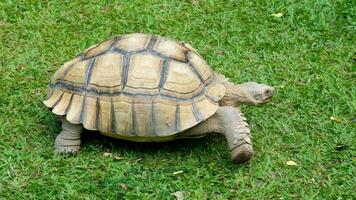 mooi gebogen schildpad. wandelen alleen Aan de vers groen gras in de ochtend. foto