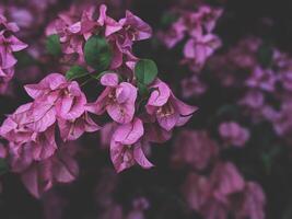 behang bloemen achtergrond foto