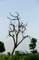 dood boom met vliegend vogelstand staand Aan het foto