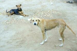 Pakistaans straat hond straat hond hond minnaar hond liefde bruin honden foto