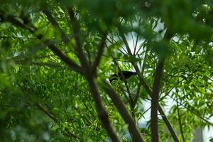 bladeren tropisch Woud bomen laag hoek visie van boom Afdeling vogel zittend Aan Afdeling boom groen natuur foto