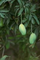 bundel van rauw groen mango hangende Aan boom mango hangende in tuin rood mango mooi mango boom foto