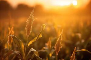 zonsondergang tarwe veld- achtergrond foto, wazig en zacht focus. generatief ai foto