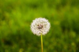 veel van paardebloemen detailopname Aan natuur in voorjaar tegen backdrop van groen natuur. sjabloon voor zomer vakanties Aan natuur foto