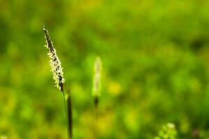 een veld- van veer gras zwaait in de wind detailopname. foto
