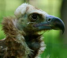 portret van een zwart griffioen vogel in natuur, dichtbij omhoog foto