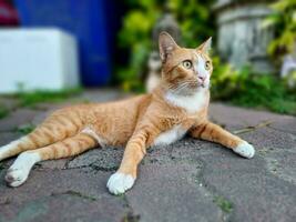 oranje gestreept kat Aan de straat. foto