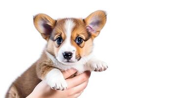 ai generatief. puppy welsh corgi hond Aan wit foto