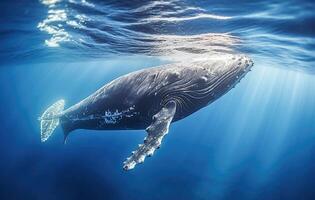ai generatief. walvis Toneelstukken in blauw water foto