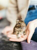 jong meisje spelen met klein dier degu eekhoorn. foto