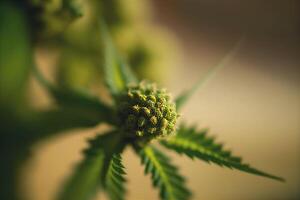 marihuana bladeren en bloeit. generatief ai foto