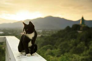 mooi zwart en wit kat zittend Aan cement hek tegen zon stijgende lijn lucht foto