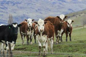 vee in landelijk boerderij zuidland nieuw Zeeland foto