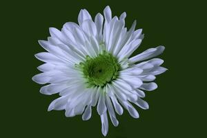 een wit bloemist madeliefje met groen centrum foto