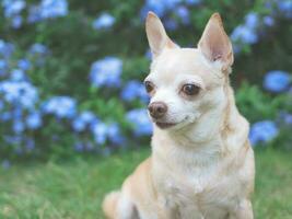 bruin kort haar- chihuahua hond zittend Aan groen gras in de tuin met Purper bloemen zwarte grond, op zoek weg, kopiëren ruimte. foto