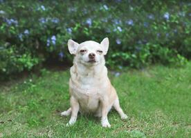 bruin kort haar- chihuahua hond zittend Aan groen gras in de tuin met Purper bloemen zwarte grond, scheel ogen. foto