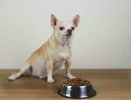 bruin kort haar- chihuahua hond zittend naast hond voedsel kom Aan wit achtergrond, op zoek Bij camera, aan het wachten voor zijn maaltijd. huisdier Gezondheid of gedrag concept foto