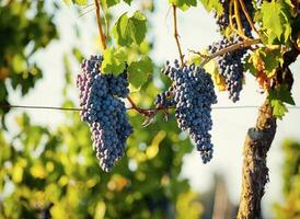 Toscaans wijngaard met rood druiven. foto