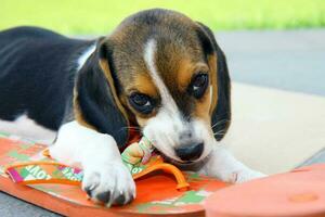 schattige beagle puppy foto