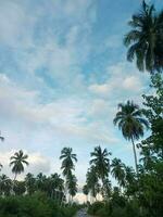 mooi landschap in ambon foto