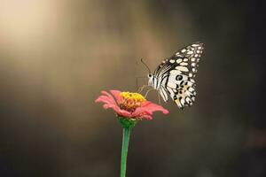 mooi vlinder en bloem foto