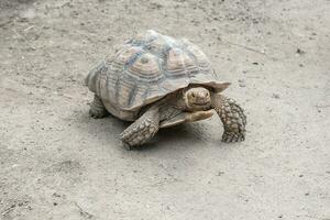 reusachtig aldabra schildpad. aldabrachelys gigantea foto