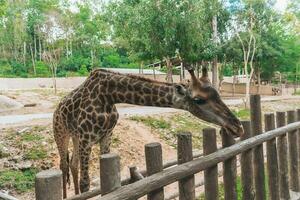 giraffen in dierentuin foto
