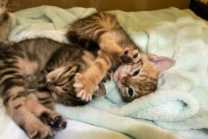 schattig gestreept katje slaap met moeder Aan wit zacht deken. katten rust uit dutten Aan bed. klein katten slapen knuffelen elk andere Bij huis aan het liegen Aan bed wit deken grappig houding. schattig aanbiddelijk huisdieren katten foto