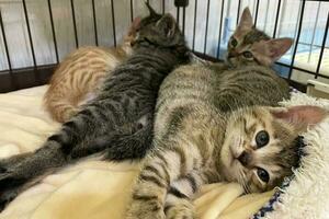 schattig gestreept katje slaap met moeder Aan wit zacht deken. katten rust uit dutten Aan bed. klein katten slapen knuffelen elk andere Bij huis aan het liegen Aan bed wit deken grappig houding. schattig aanbiddelijk huisdieren katten foto