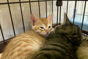 schattig gestreept katje slaap met moeder Aan wit zacht deken. katten rust uit dutten Aan bed. klein katten slapen knuffelen elk andere Bij huis aan het liegen Aan bed wit deken grappig houding. schattig aanbiddelijk huisdieren katten foto