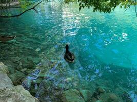 eend zwemmen in mooi kristal blauw meer in Plitvice nationaal park in Kroatië foto