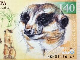 meerkat een portret van geld foto