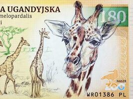 Oegandees giraffe, een portret van geld foto